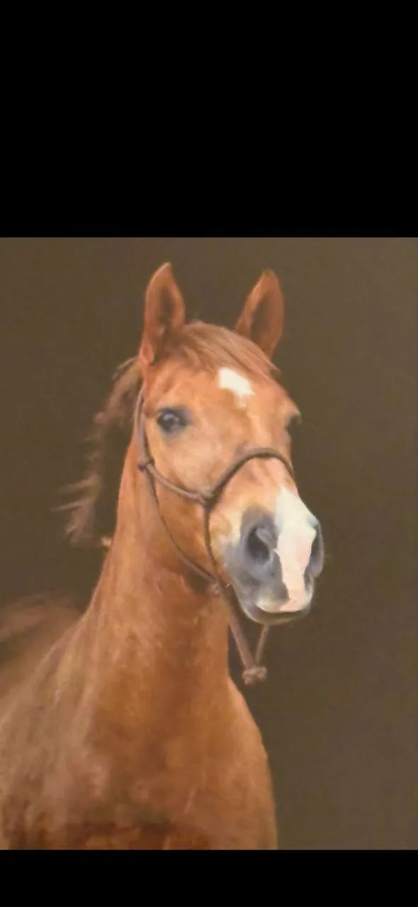 Paard in stal kijkt naar buiten