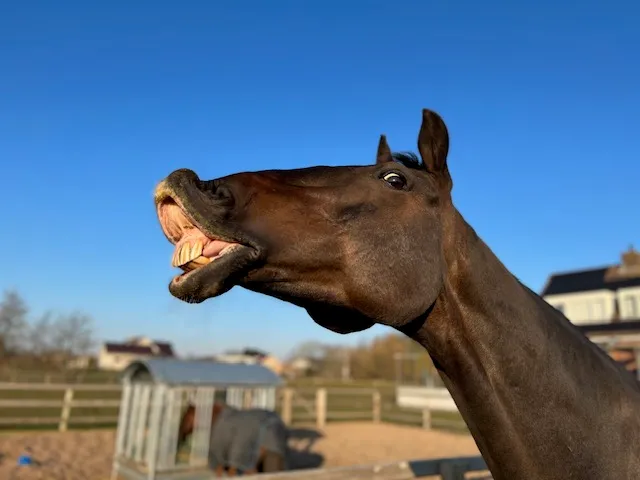 Ziezo